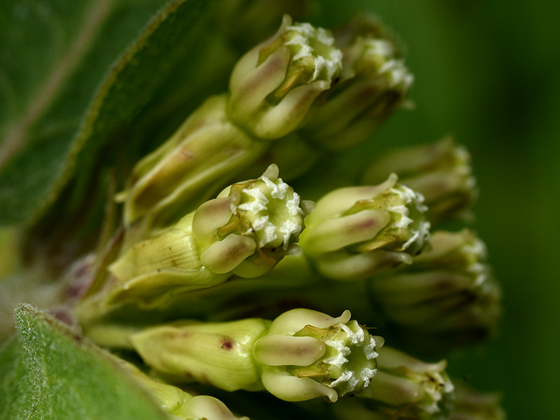 Green Milkweed