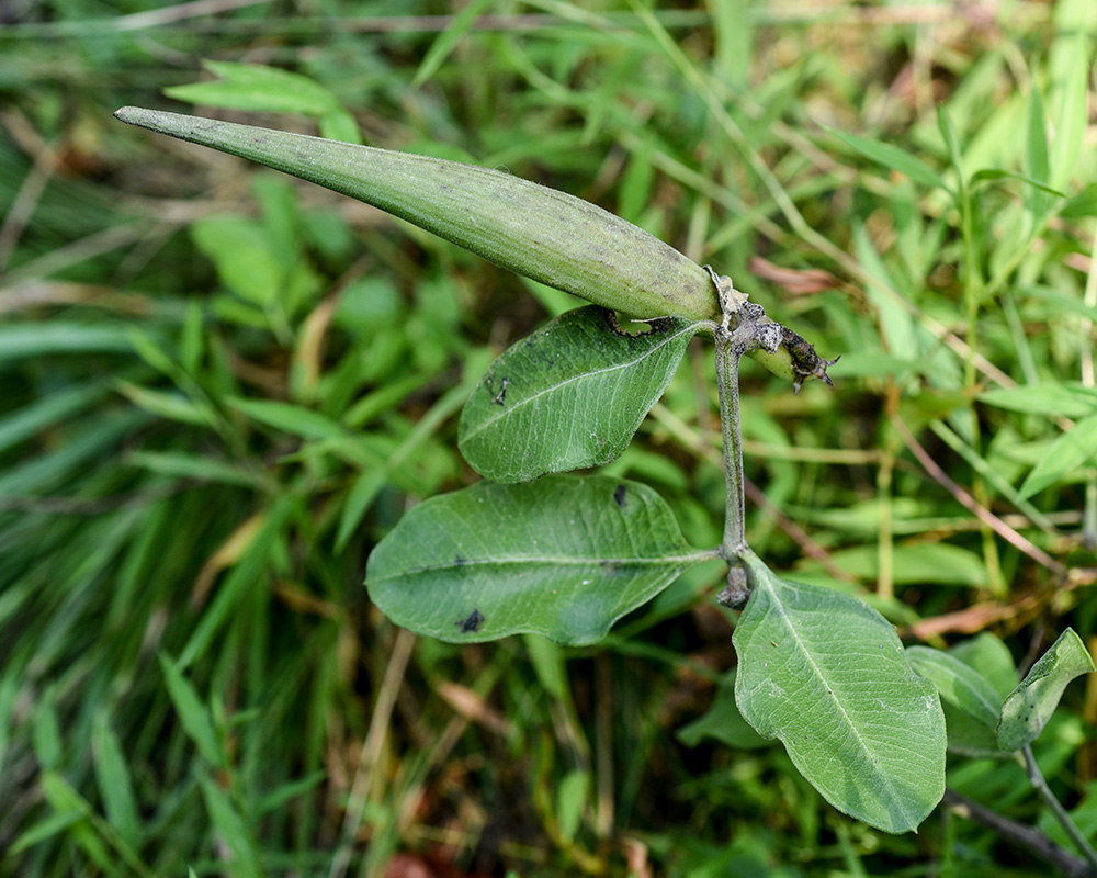 Asclepias viridiflora