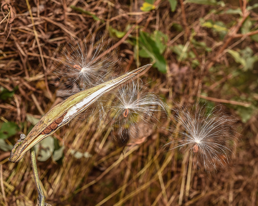 Asclepias viridiflora