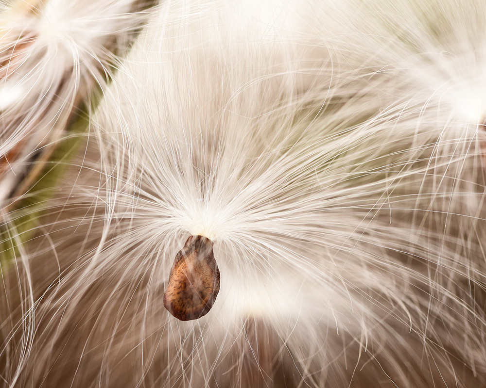 Green Milkweed