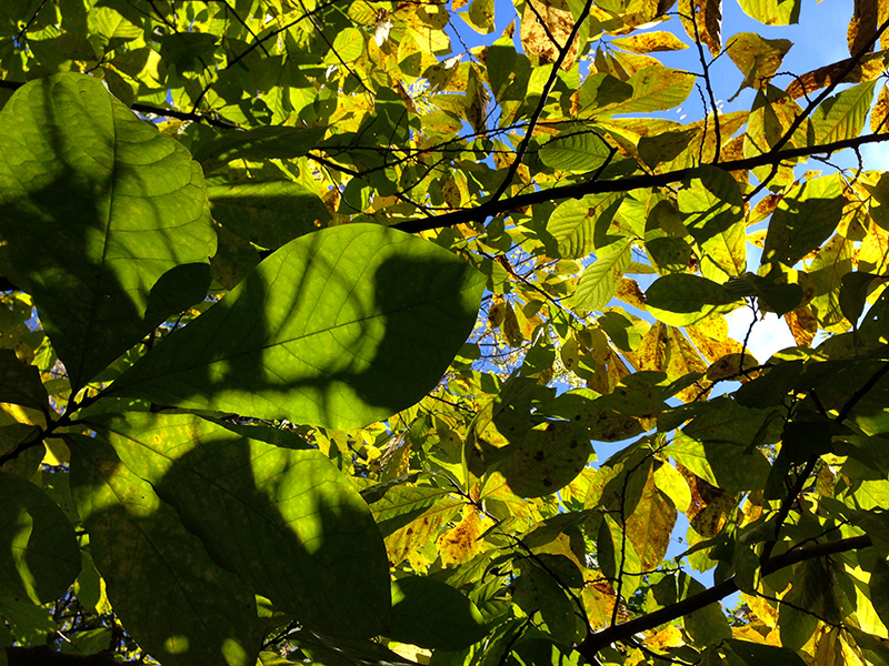 Asimina triloba