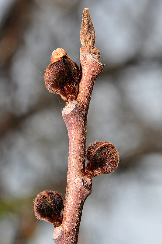 Asimina triloba