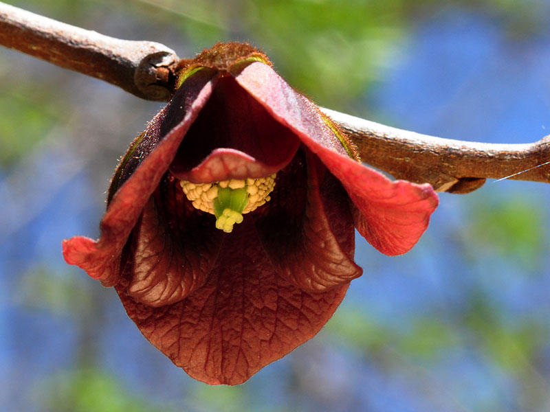 Asimina triloba