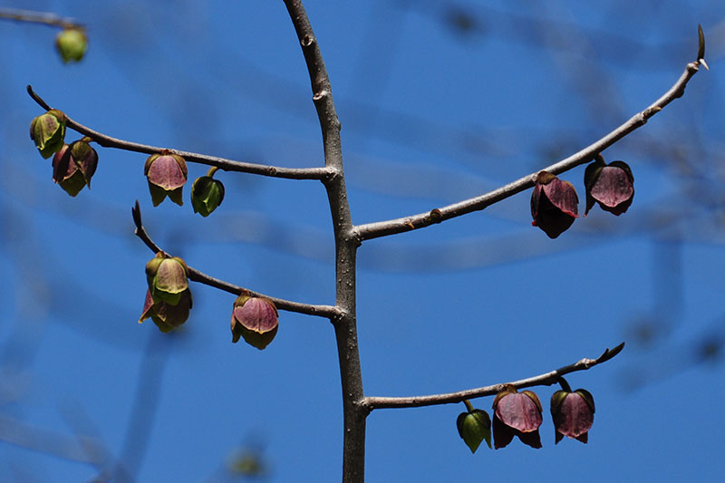 Asimina triloba