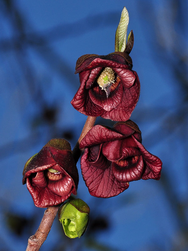 Asimina triloba