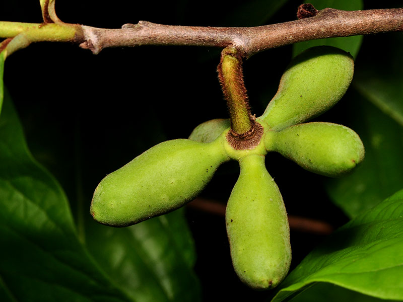 Asimina triloba