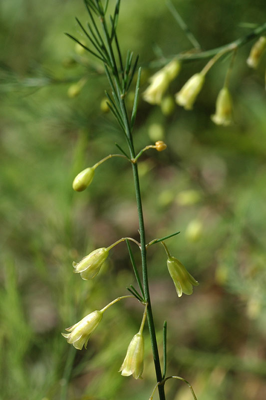 Garden Asparagus