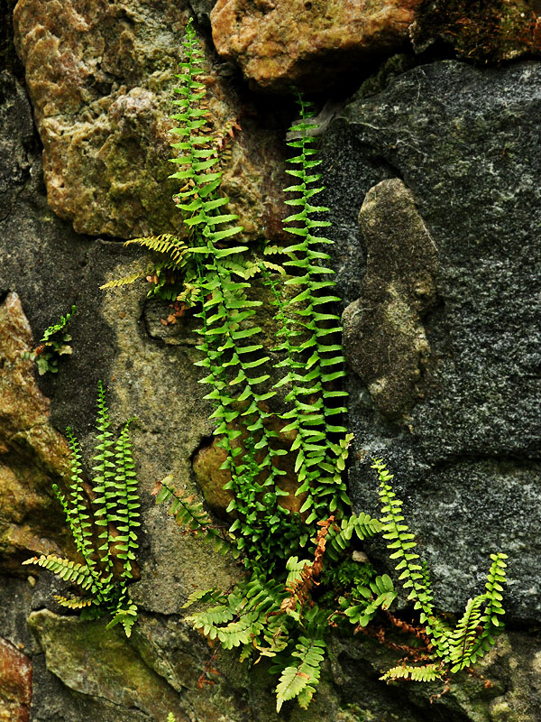 Asplenium platyneuron