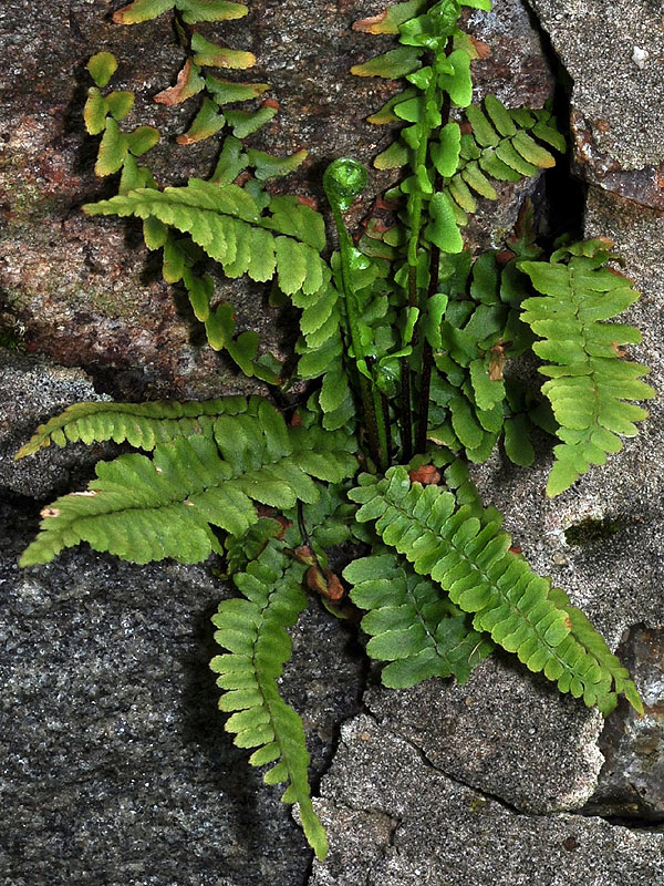 Asplenium platyneuron