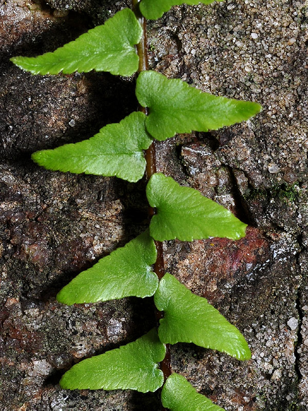 Asplenium platyneuron