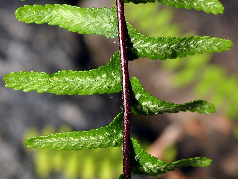 Asplenium platyneuron