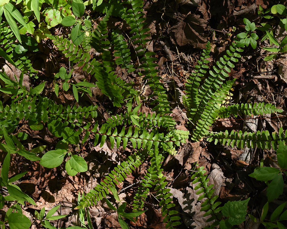 Ebony Spleenwort