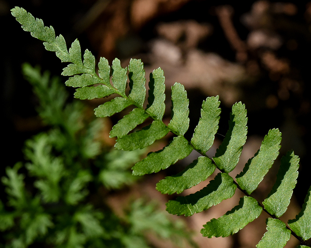 Asplenium platyneuron