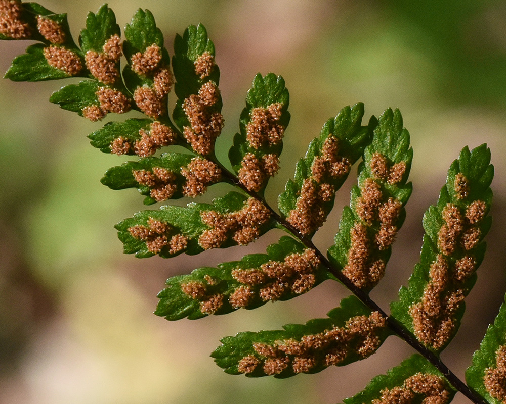 Asplenium platyneuron