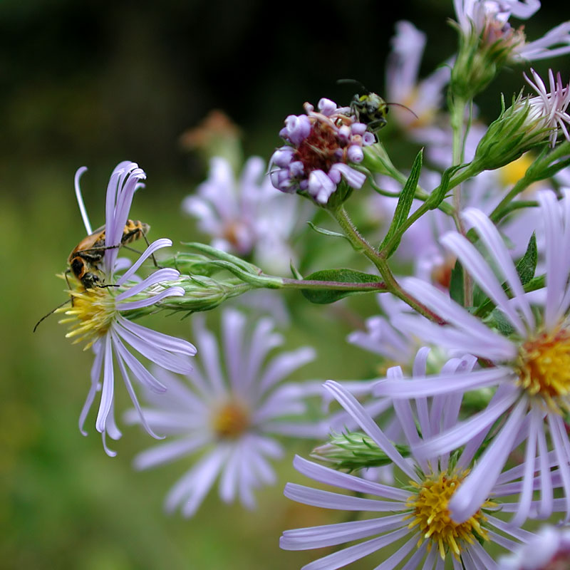 Bristly Aster