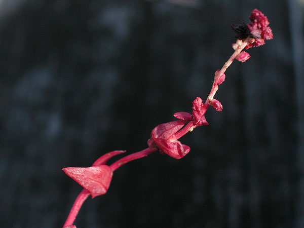 Atriplex prostrata