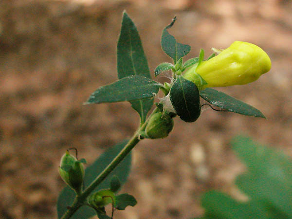 Downy False-foxglove