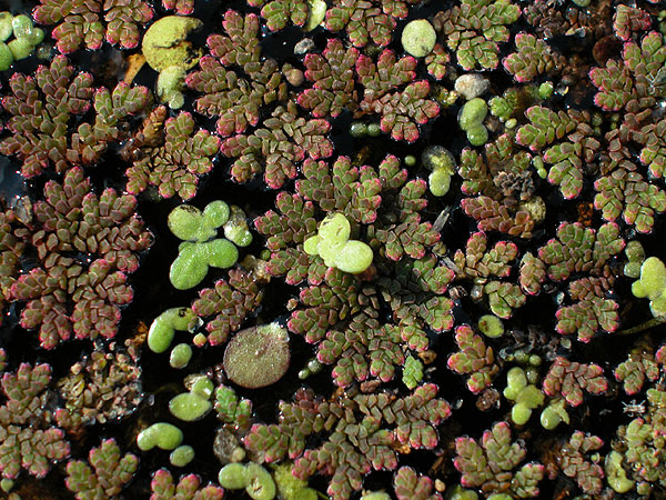 Azolla caroliniana