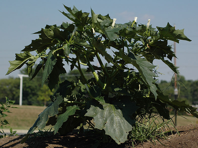 Jimsonweed