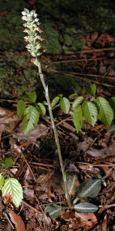 Downy Rattlesnake-plantain