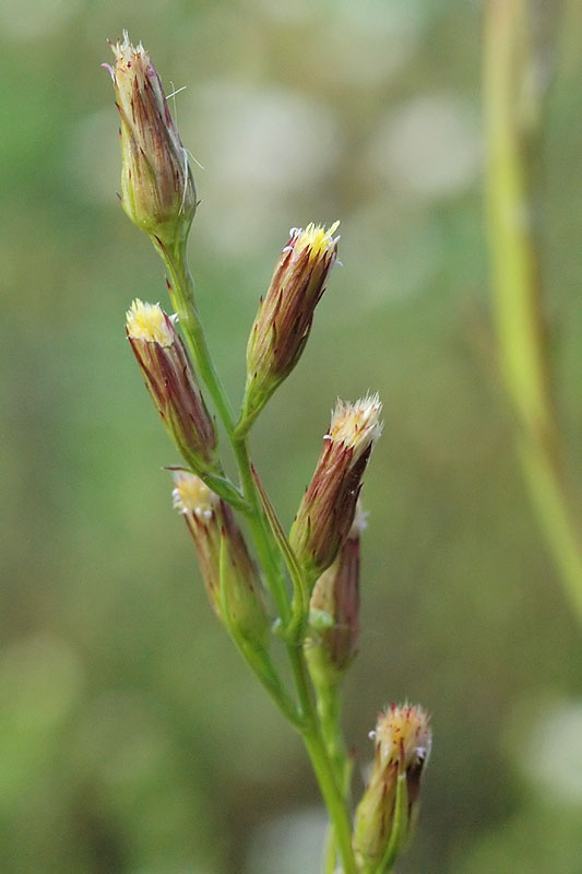 Annual Salt Marsh Aster