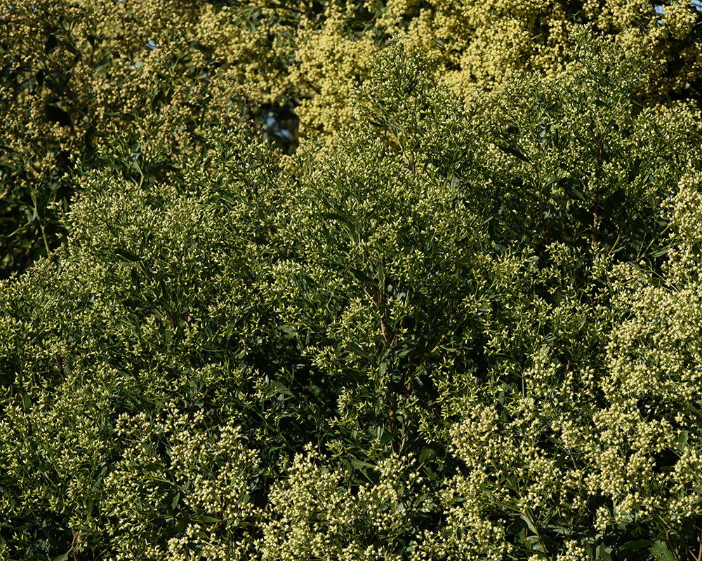 Baccharis halimifolia