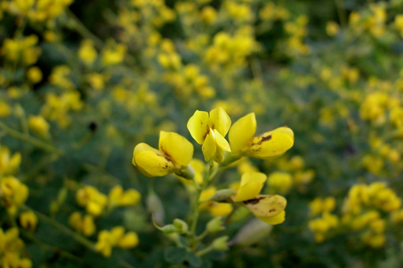 Baptisia tinctoria