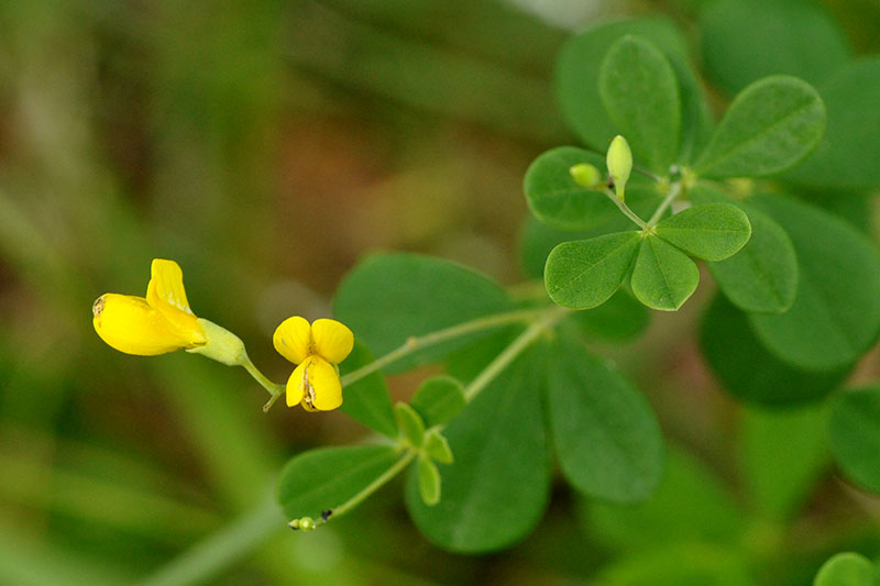 Baptisia tinctoria