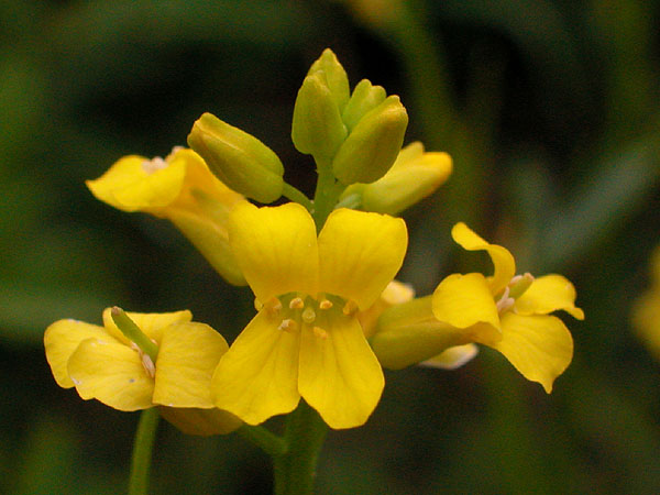 Early Yellow-rocket