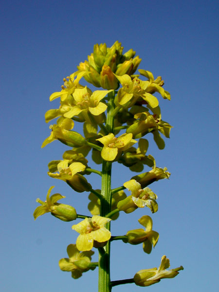 Barbarea vulgaris