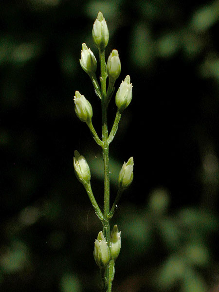 Bartonia virginica