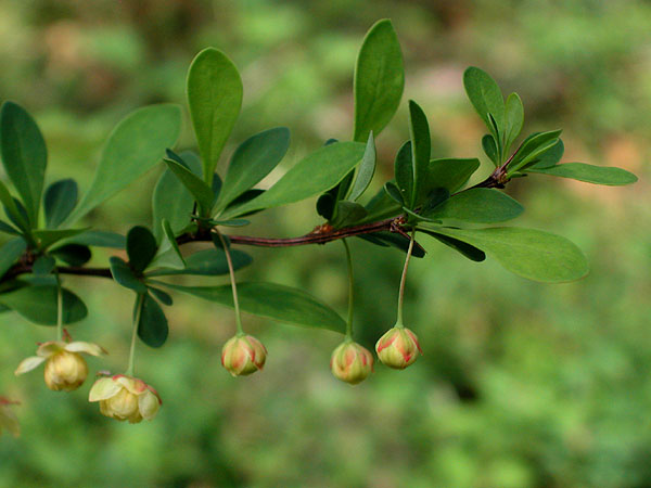 Berberis thunbergii