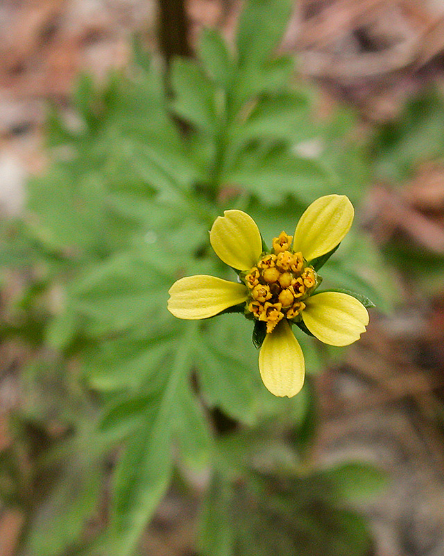 Bidens bipinnata