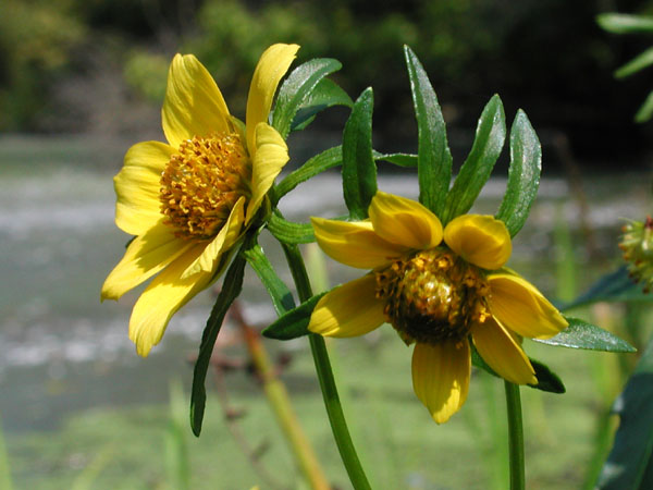 Bidens cernua