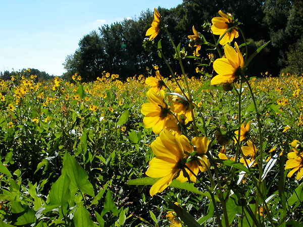 Bidens laevis