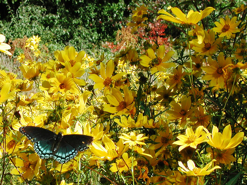 Tick-seed Sunflower