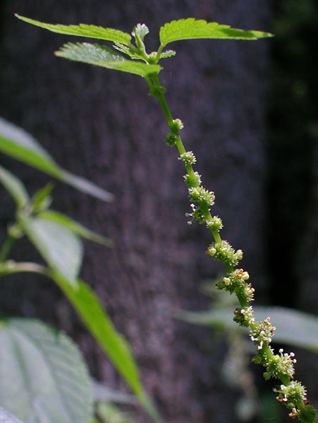 Boehmeria cylindrica