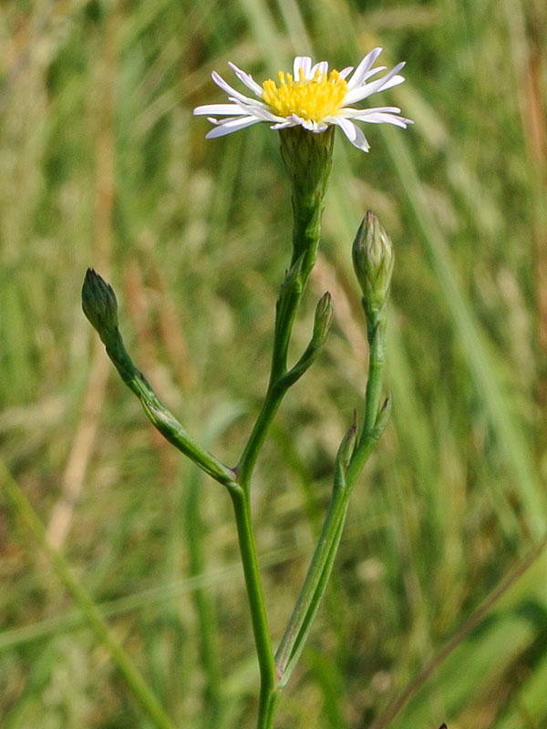 Boltonia asteroides var. glastifolia