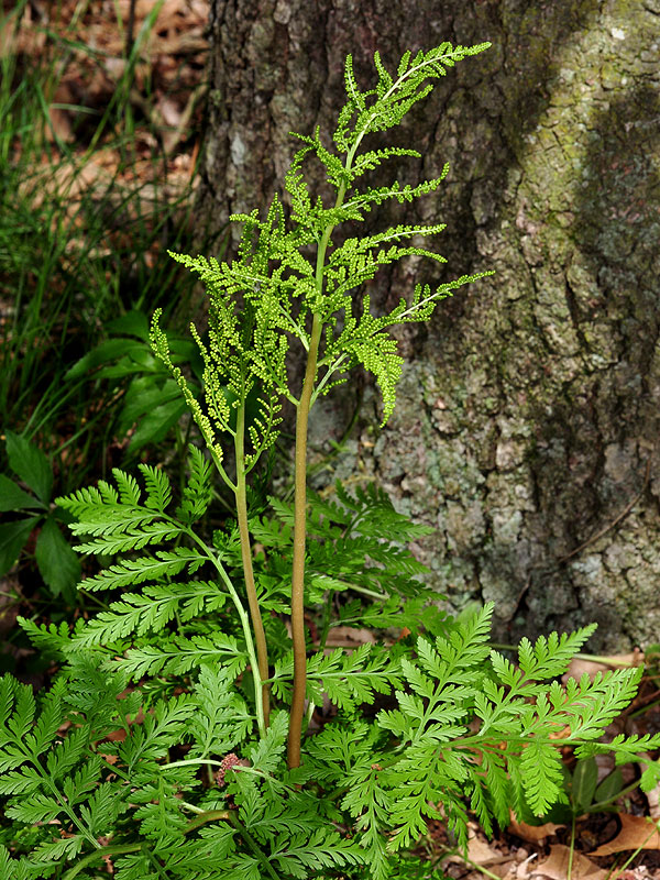 Rattlesnake Fern