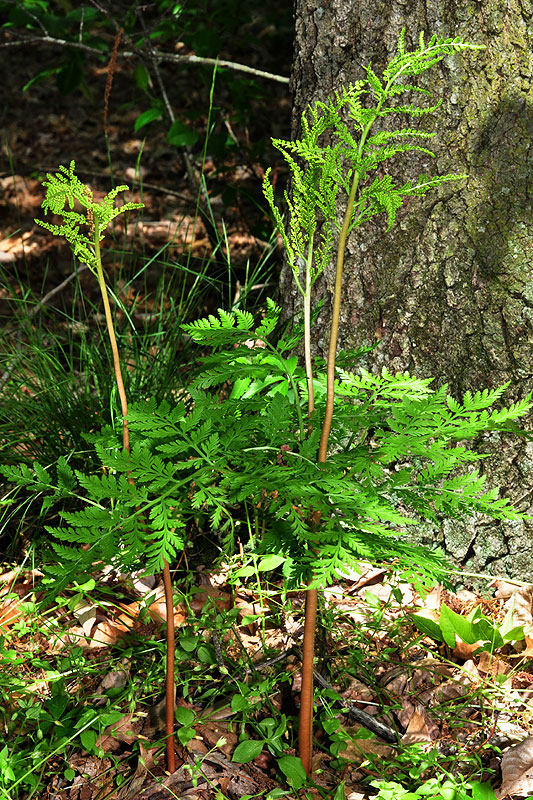 Rattlesnake Fern