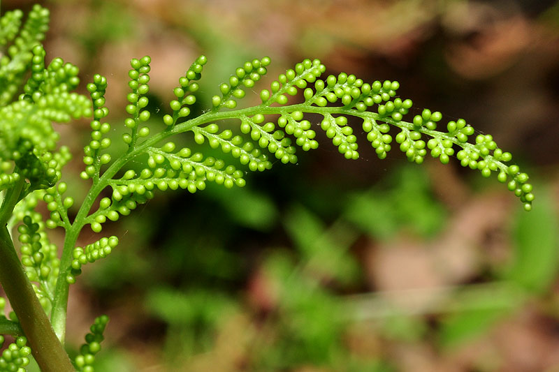 Rattlesnake Fern