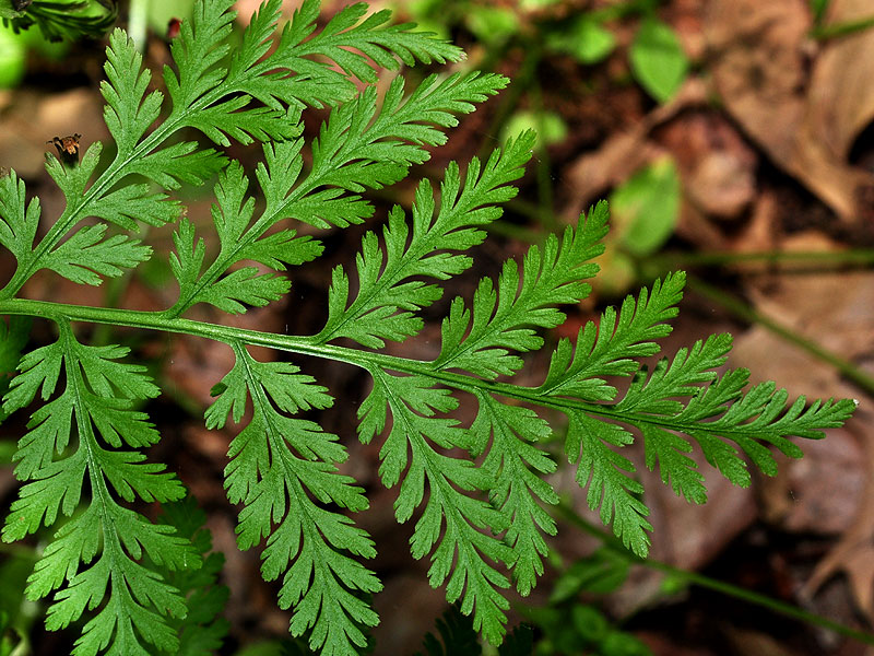 Botrypus virginianus