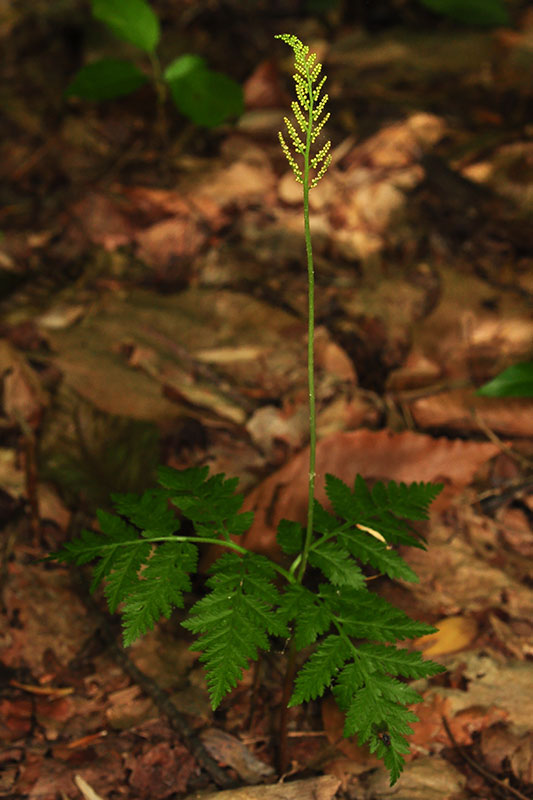 Rattlesnake Fern