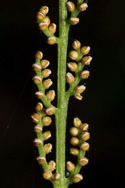 Rattlesnake Fern