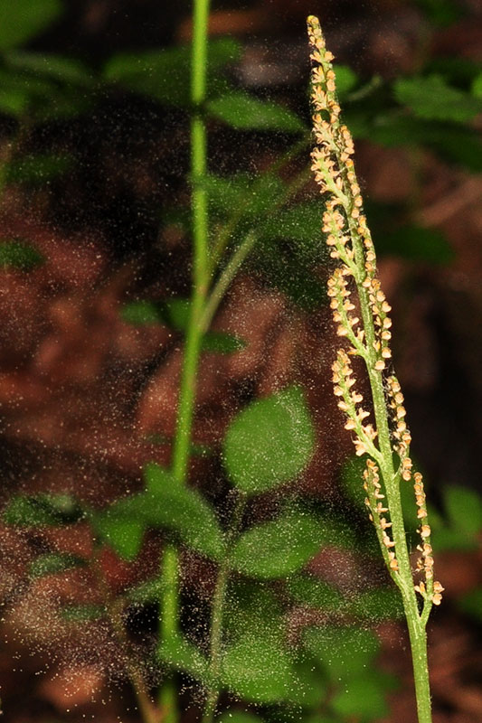 Rattlesnake Fern