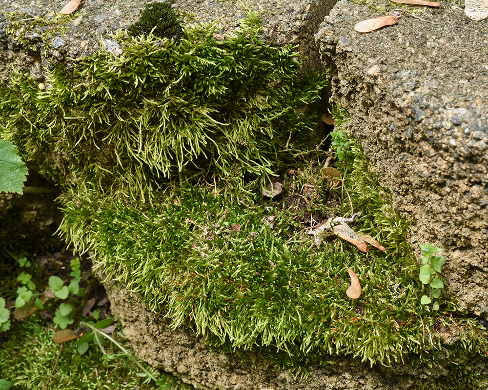 Brachythecium acuminatum