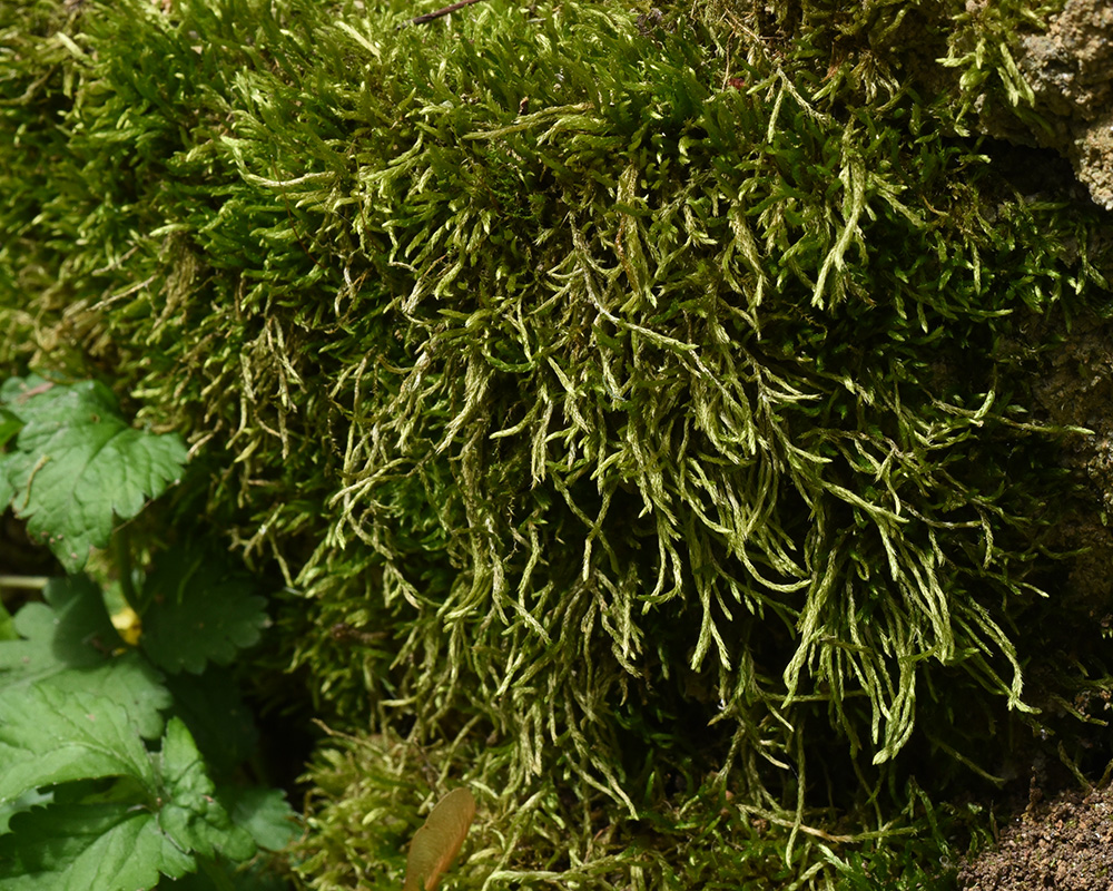 Foxtail Moss