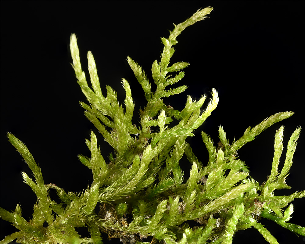 Foxtail Moss