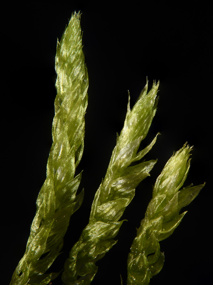 Foxtail Moss