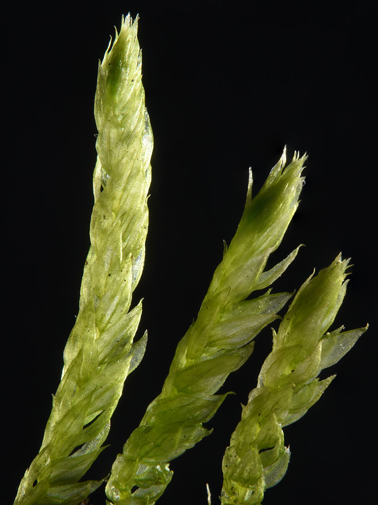 Foxtail Moss